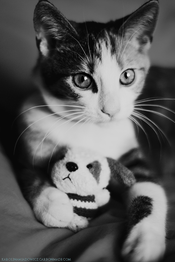 cat holding toy