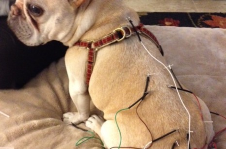 Dog getting acupuncture