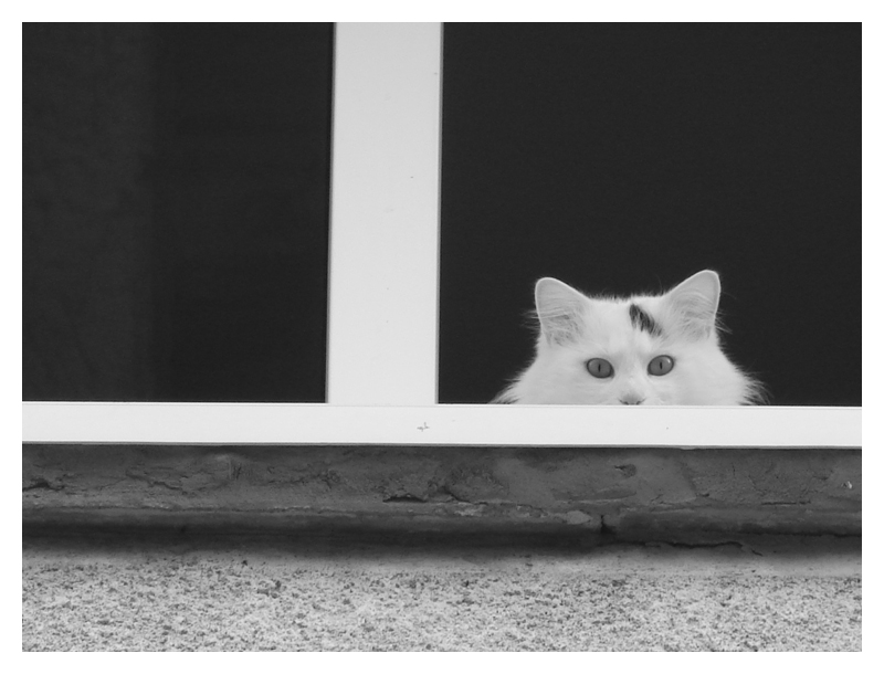 Black and white cat photo