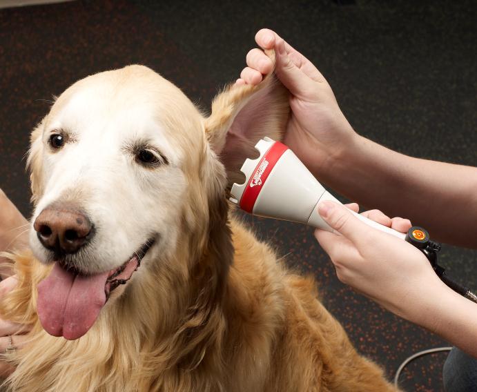 canine getting laser therapy