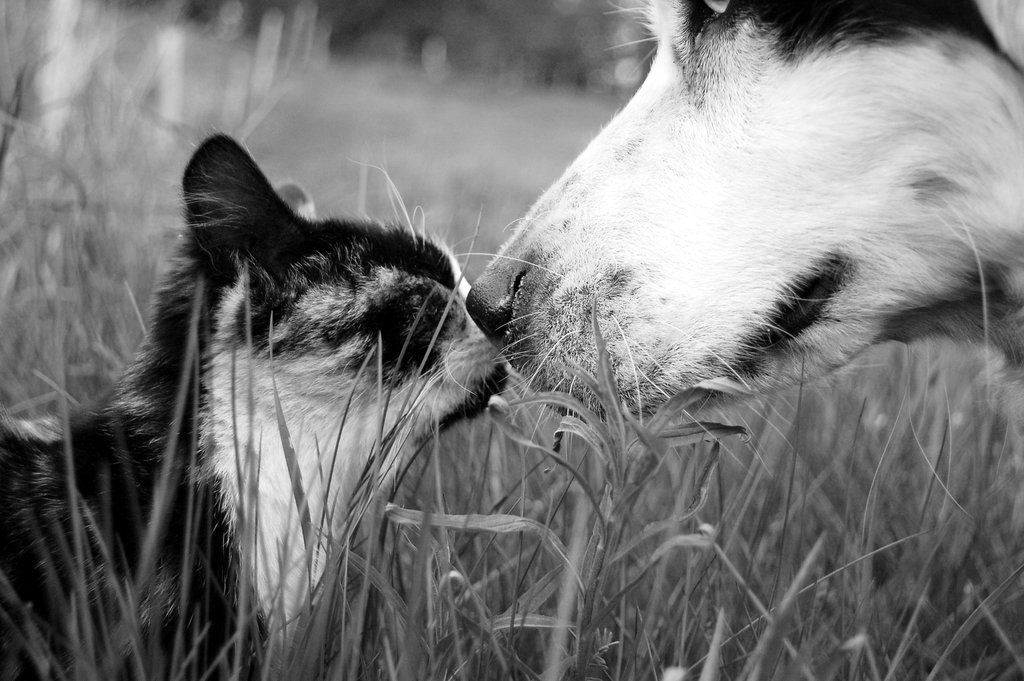 Dog and Cat sniffing noses