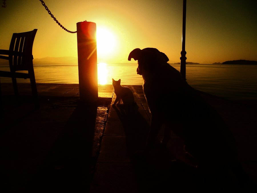 Dog and cat on dock during sunset