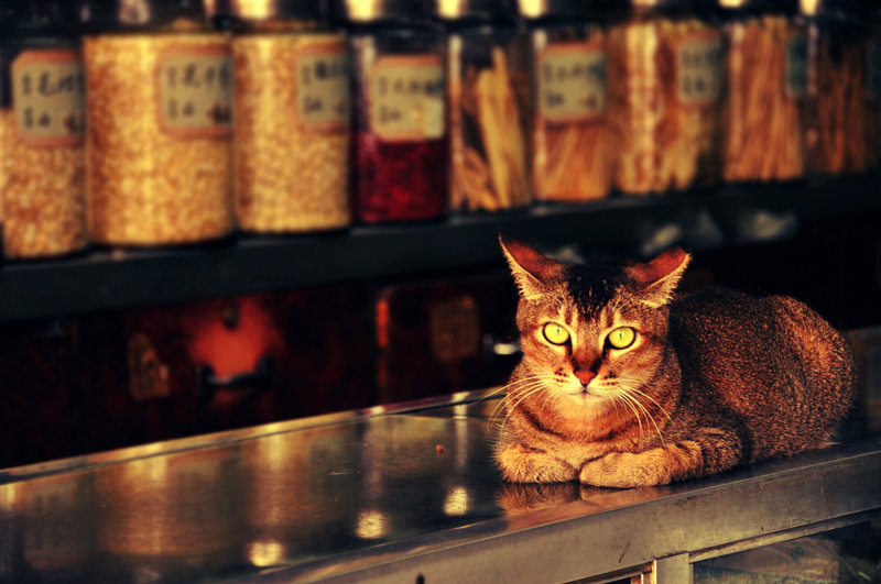 Cat on counter