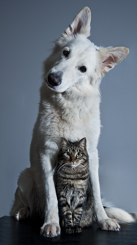 Dog and Cat