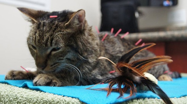 Cat Getting Acupuncture